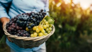 Uva de mesa: promueven la implementación de buenas prácticas agrícolas