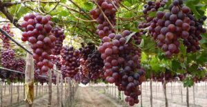 Agroexportación superó la barrera de los US$10.000 millones a pesar de los problemas climáticos