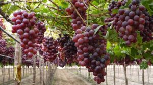 Alertan sobre posible "colisión" de envíos de uva chilena y peruana en el mercado de EE.UU. en actual campaña