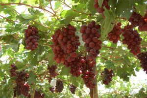 Exportación de uva de mesa chilena caería 5% en la temporada que viene