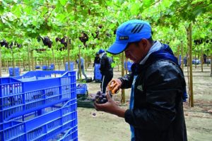 Japón abre su mercado a 26 diferentes variedades de uva de mesa peruana