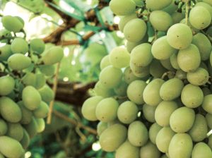 Dole Perú avanza con producción propia de uva y suma a sus campos la variedad Sweet Globe