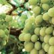 Dole Perú avanza con producción propia de uva y suma a sus campos la variedad Sweet Globe