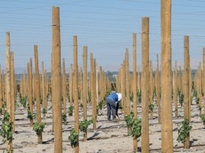 “Las variedades que tenemos no durarán más de ocho años. Luego tenemos que hacer un nuevo recambio varietal”