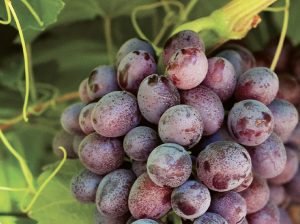 Más allá de la vid: cómo crear mejores uvas