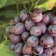 Más allá de la vid: cómo crear mejores uvas