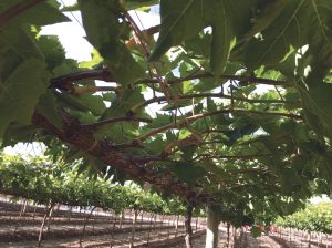 Retos productivos de la uva subtropical en Perú