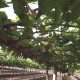 Retos productivos de la uva subtropical en Perú