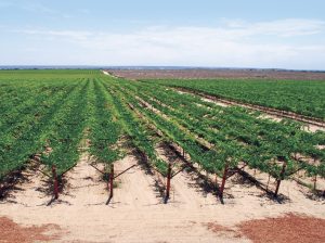 Ventajas y retos en el manejo de la uva de mesa