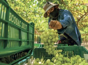 “En uva orgánica, la tendencia es no hacer calibres grandes”