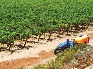 “Este ha sido un año de valientes, yo les haría un tributo a todos los agricultores de uva de mesa este año”