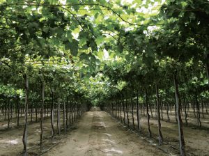 Pura Fruit explora nuevos nichos de negocio y avanza con proyecto orgánico de uva de mesa