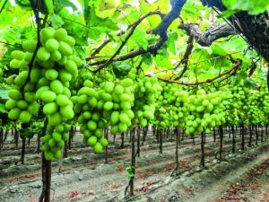 Agrokasa envía su primer contenedor de uva de mesa a Japón