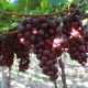 Productores de uva de Brasil esperan iniciar exportaciones a China en 2023