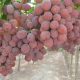 Perú supera a Chile y se convierte en primer exportador mundial de uva de mesa