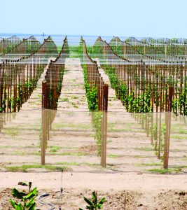 Se vienen las variedades 