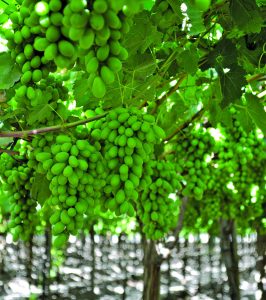 "No es problema de clima sino de manejo de los campos"
