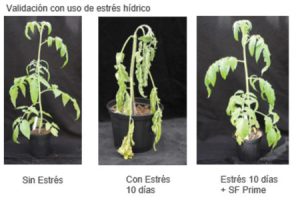 El nuevo inhibidor de estrés oxidativo de Bioatlantis llega a Perú