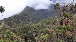 Analizan los microorganismos del suelo del Valle del Cauca que son claves para conservar los ecosistemas