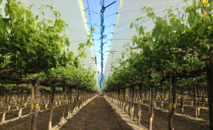 Californiana Frutura anuncia acuerdo para adquirir agrícola chilena Subsole