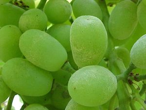 “En la actualidad el oidio es un problema a nivel nacional en vides de mesa y para vino”