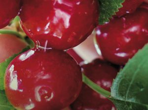 Fisiología del desarrollo del fruto en cerezas