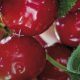 Fisiología del desarrollo del fruto en cerezas