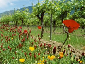 Huertos en que se prueban pesticidas de baja tecnología: las flores