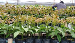 Cómo adaptar el modelo de la palta chilena al aguacate colombiano