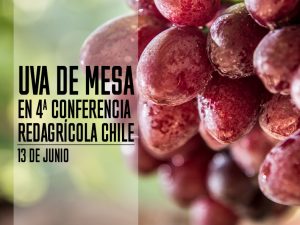Uva de mesa en la 4ª Conferencia Redagrícola Chile