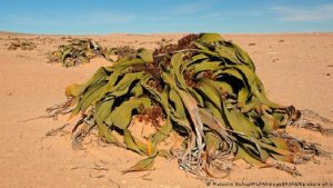 Revelan secreto genético de la planta "inmortal": la Welwitschia mirabilis