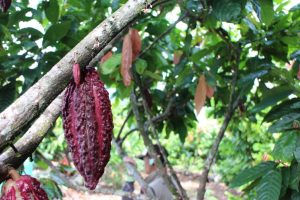 Proyecto en marcha busca fortalecer industria del cacao en Colombia