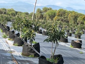 Productores locales interesados en el cultivo de palto en maceta