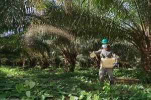 Cenipalma prevé que la demanda de aceite de palma crecerá en el futuro