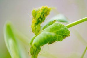 El orden en que atacan las plagas altera los mecanismos de defensa en las plantas