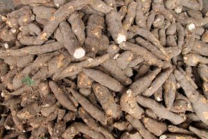 Cáscaras de yuca y plátano servirían para generar bioetanol