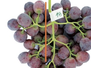 Pardeamiento del raquis en nuevas variedades de uva de mesa