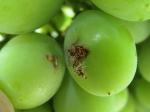 Modelo fenológico y portal productor de la red de pronóstico fitosanitario