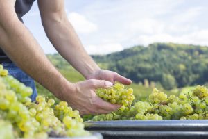 Preservan la calidad del vino blanco de exportación con nitrógeno líquido