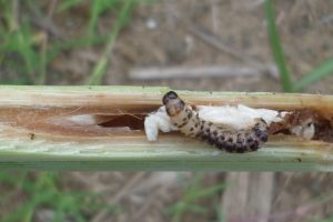 Acorralando al enemigo más ‘silencioso’ de la caña con ayuda de la naturaleza