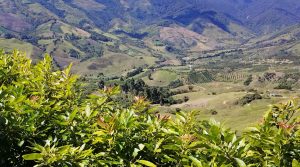 El aguacate tiñe de verde el nuevo paisaje agrícola de Antioquia