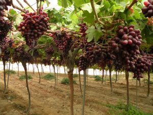 Las claves para exportar uva de mesa a China