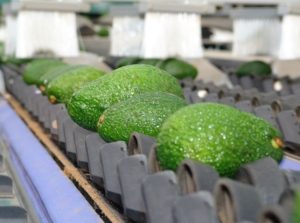 Aguacate: Risaralda aumenta su atractivo como eje exportador