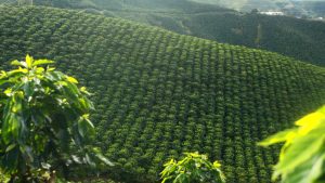 Renovación de cafetales, una práctica que favorece la producción en Colombia