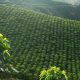 Renovación de cafetales, una práctica que favorece la producción en Colombia