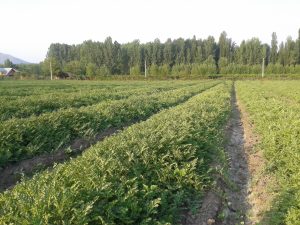 Los beneficios de cultivar sobre camellones