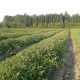 Los beneficios de cultivar sobre camellones