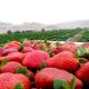 Las exportaciones de fresa congelada le dan una segunda vida a este cultivo