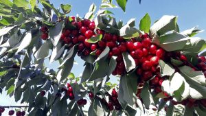 Una nutrición adecuada en cerezo depende más del portainjerto que de la variedad