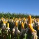 Descubren cepas de bacteria que pueden reducir en 25% el nitrógeno en producción de maíz